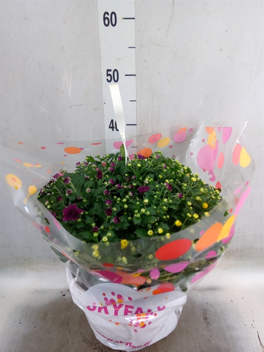 <h4>Chrysanthemum  'Skyfall'  ..mix</h4>