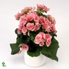 !! PROMO !! BEGONIA WHITE/ROSA CAMELLA