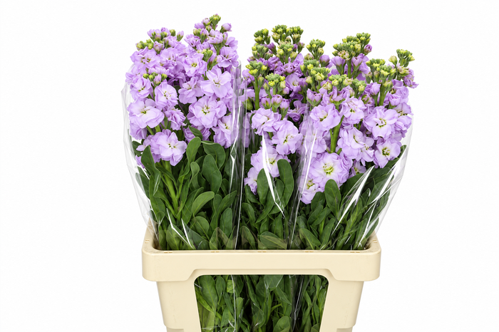 <h4>Matthiola Iron Marine</h4>
