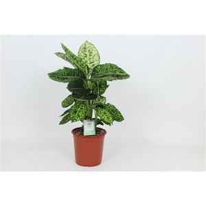 Purify Dieffenbachia Reflector 24 cm