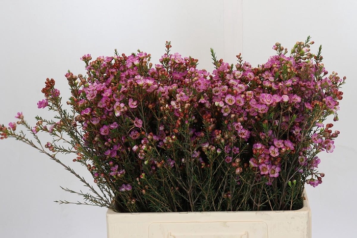 <h4>Chamelaucium Adi</h4>