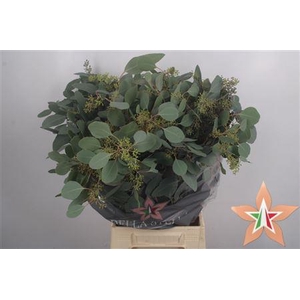 Euc Populus Berry Per Bunch 150 Gram