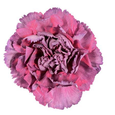<h4>Di St Metalica Rose</h4>