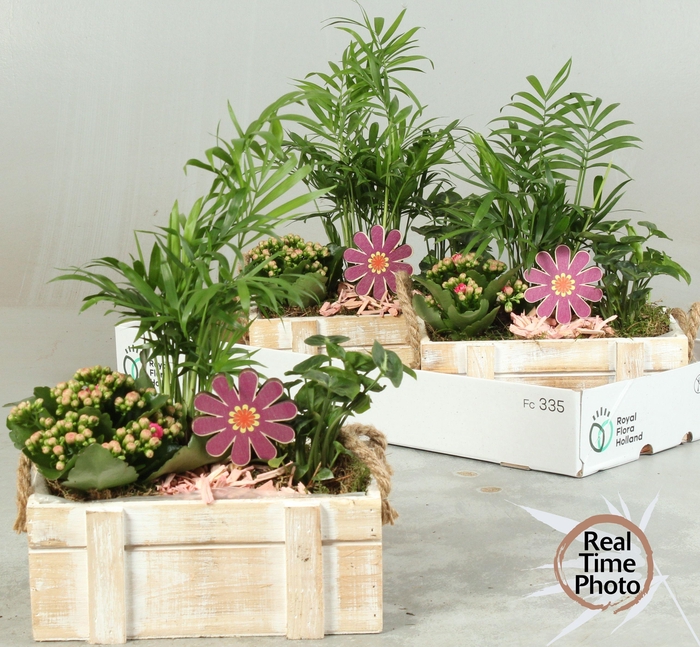 <h4>ARR KAMERPL</h4>