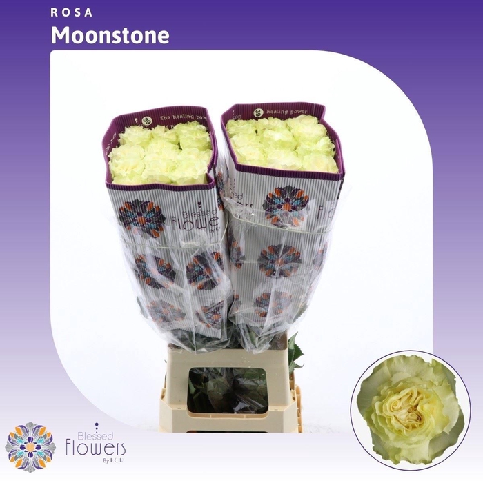 <h4>R GR MOONSTONE</h4>