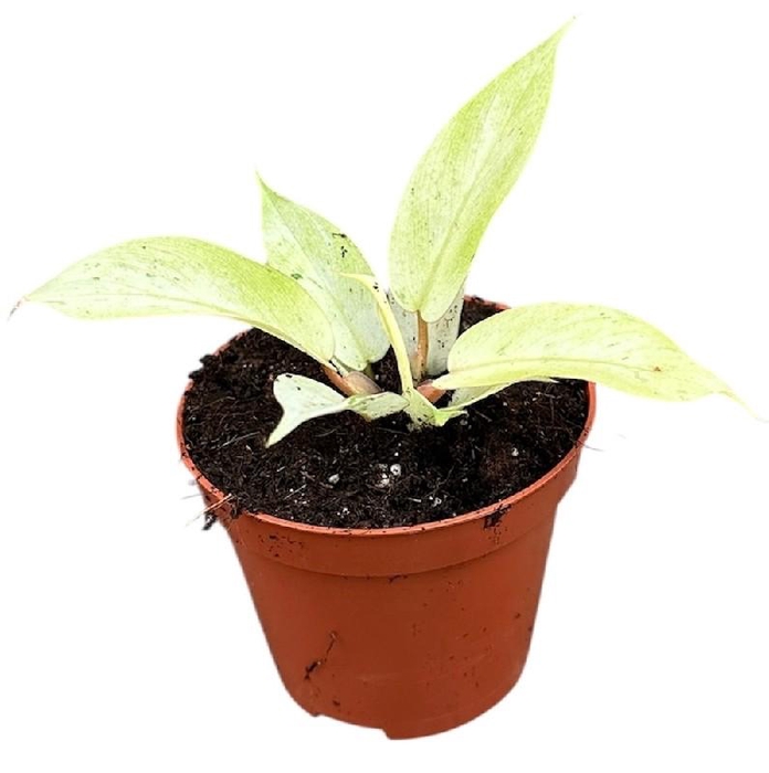 <h4>Philodendron Snowdrift</h4>