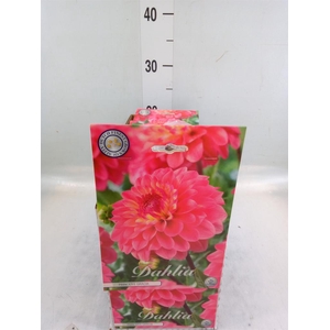 Dahlia   ...flowerbulbs