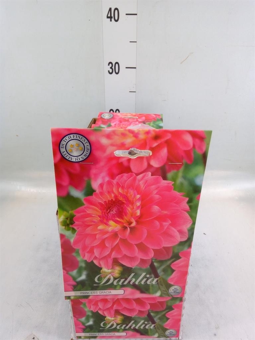 <h4>Dahlia   ...flowerbulbs</h4>