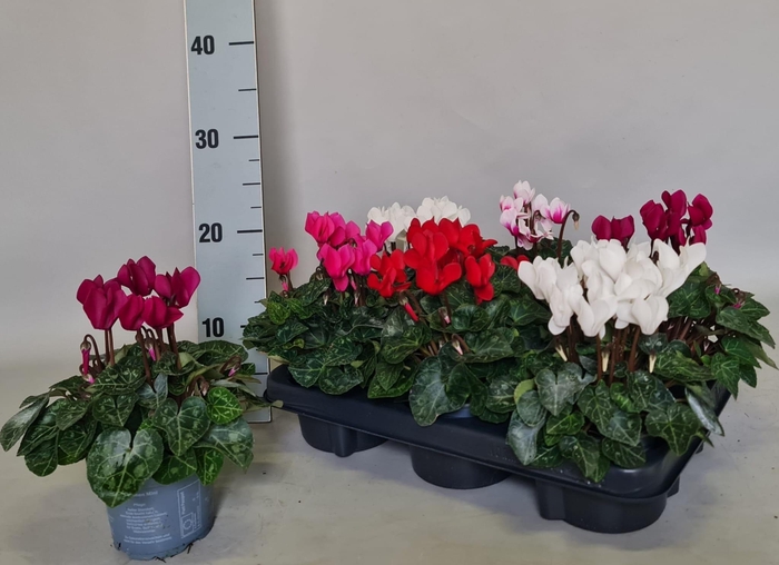 <h4>CYCL KL OVERIG</h4>