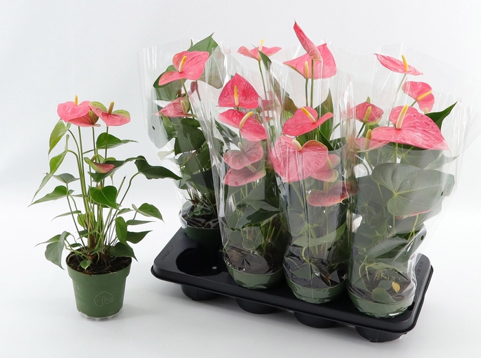 <h4>ANTHU AN COLORADO</h4>