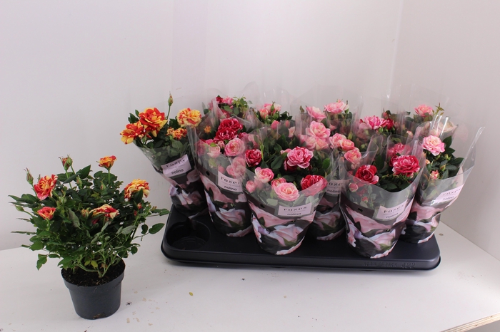 <h4>RO VICTORY GEM</h4>