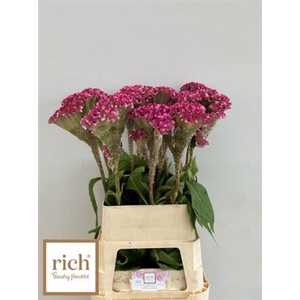 Cel C Turbo Rose