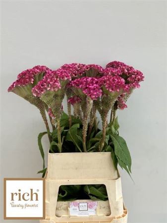 <h4>Cel C Turbo Rose</h4>