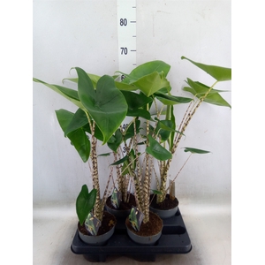 Alocasia zebrina