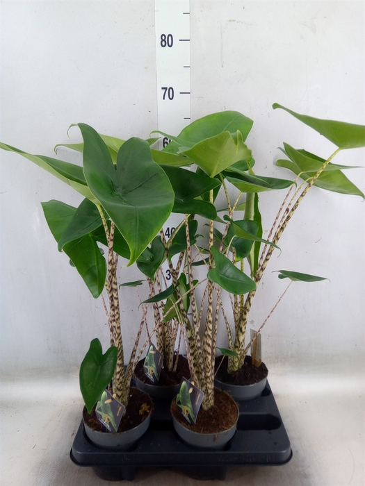 <h4>Alocasia zebrina</h4>