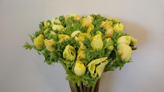 <h4>ANEM TALCO YELLOW</h4>