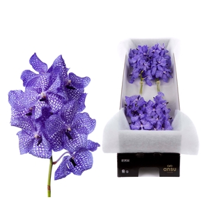 Vanda Delft Blue