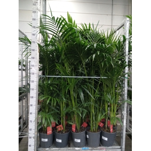 Howea forsteriana