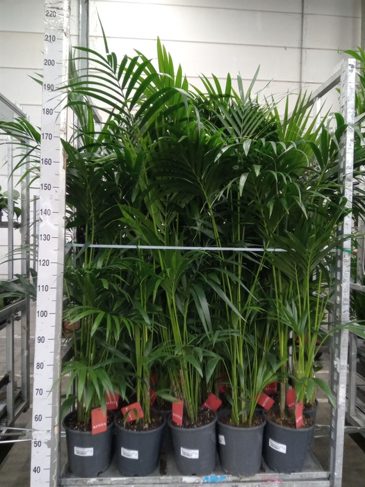 <h4>Howea forsteriana</h4>