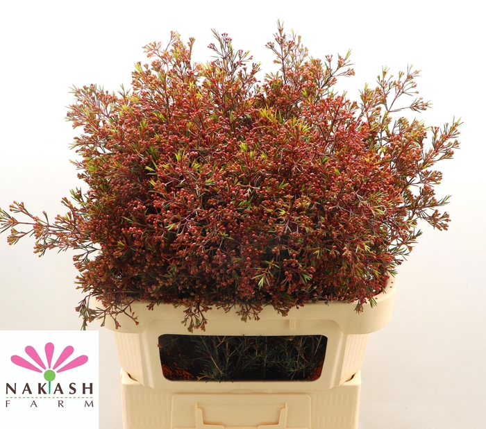 <h4>CHAME UN VEGA BLAD</h4>