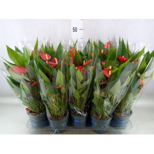 Anthurium andr. 'Mill Flowers Red'