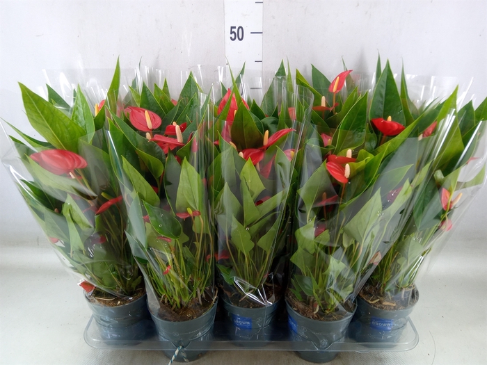 <h4>Anthurium andr. 'Mill Flowers Red'</h4>