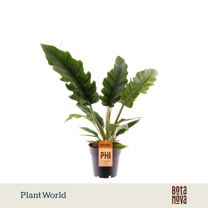 <h4>Philodendron Narrow Escape</h4>
