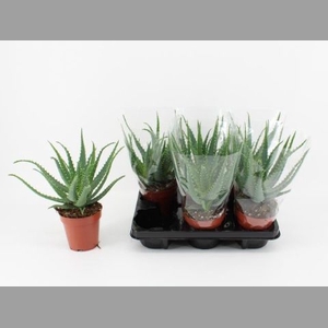 ALOE ARBORESCENS