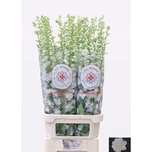 DELPH DU AURORA WHIT