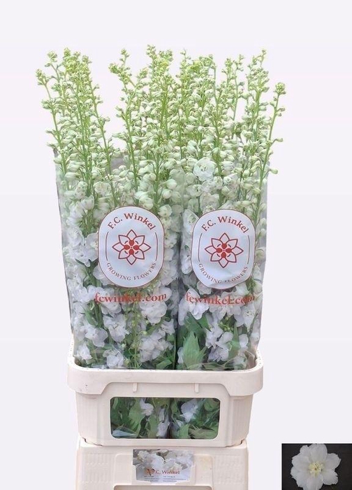 <h4>DELPH DU AURORA WHIT</h4>