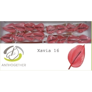 Anthurium Xavia