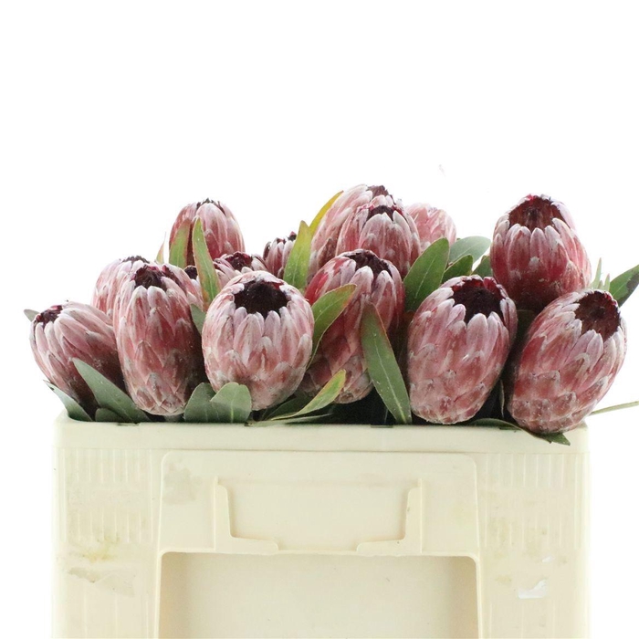 <h4>PROTEA PINK ICE</h4>