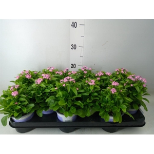 Myosotis sylv. 'Mon Amie Pink'