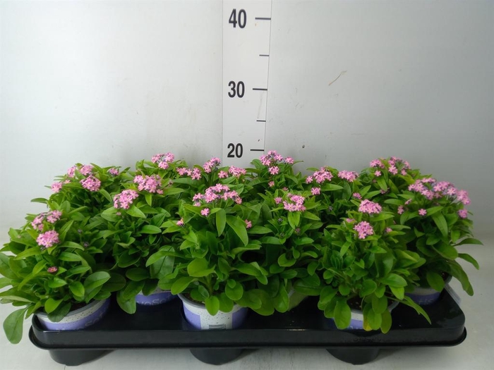 <h4>Myosotis sylv. 'Mon Amie Pink'</h4>