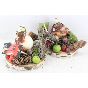 arr4 Amaryllis MB - Hout schijf 1bol 338/5