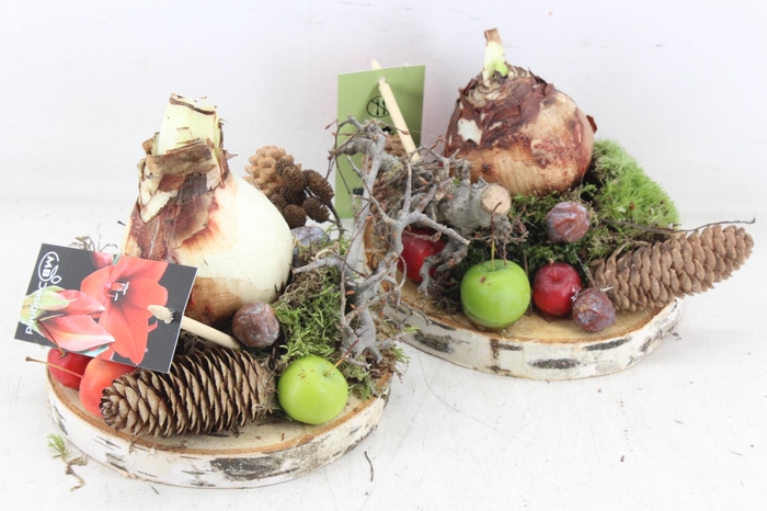 <h4>arr4 Amaryllis MB - Hout schijf 1bol 338/5</h4>