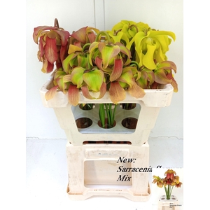 SARRACENIA OV