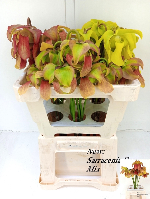 <h4>SARRACENIA OV</h4>