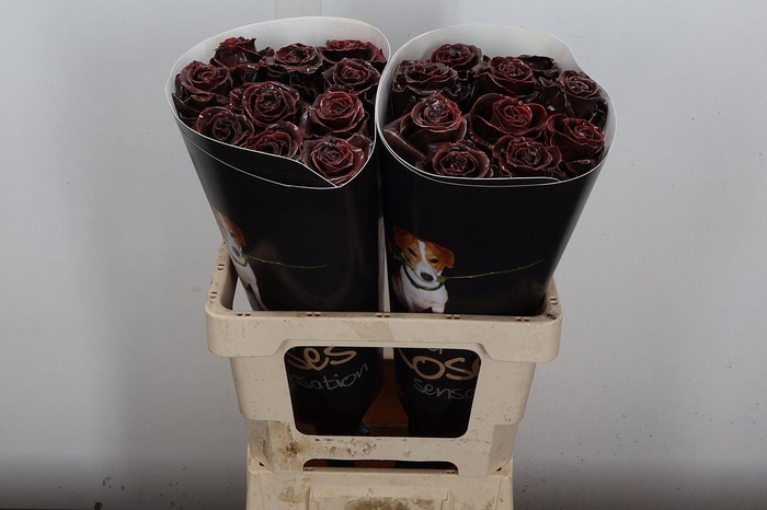 <h4>Wax-Rozen Wax Choco w14</h4>