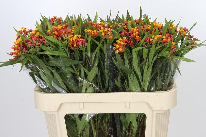 <h4>Asclepias Incarnata</h4>