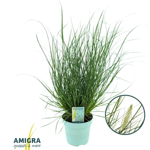Pennisetum alop. Little Hameln®