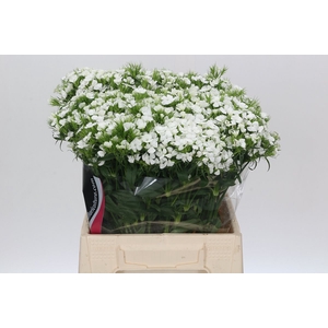 Dianthus Br Doblino White