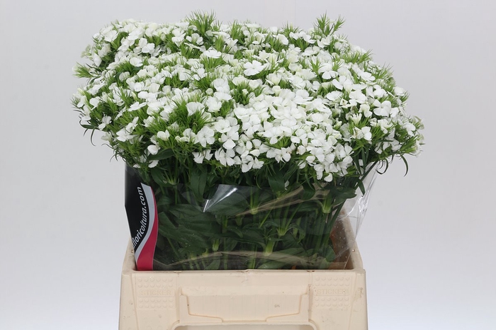 <h4>Dianthus Br Doblino White</h4>