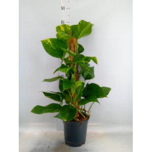 Epipremnum pinn.   ...moss stick