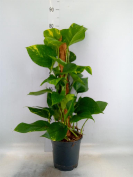 <h4>Epipremnum pinn.   ...moss stick</h4>