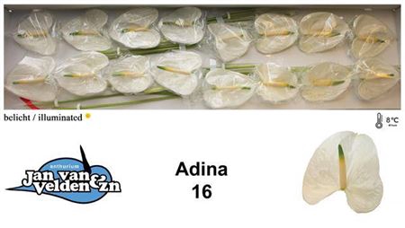 <h4>Anth Adina</h4>