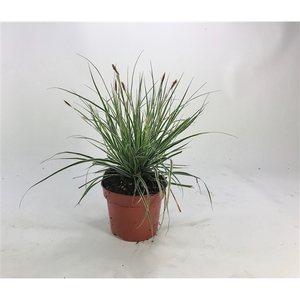 Carex 'Everest' p12