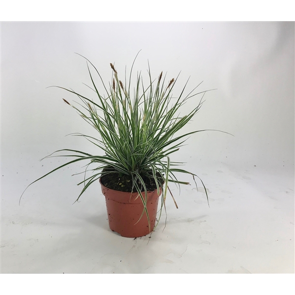 <h4>Carex 'Everest' p12</h4>