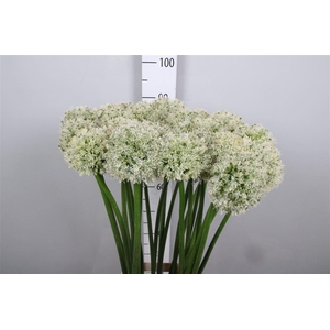 Allium Mount Everest