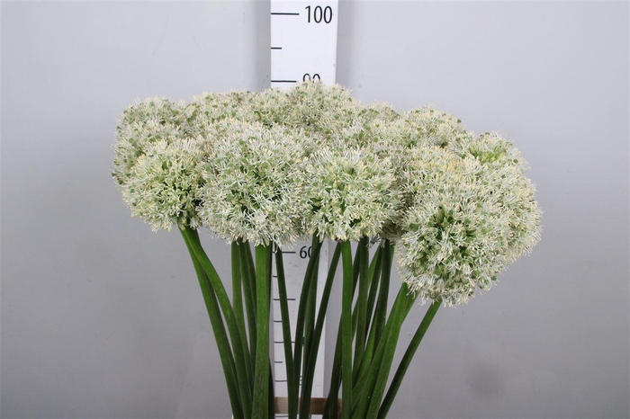 <h4>Allium Mount Everest</h4>